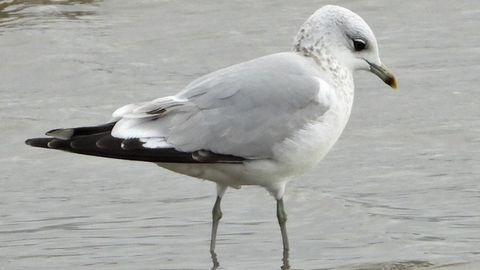 Gaivota Cana en el esteiro del r�o Mi�o