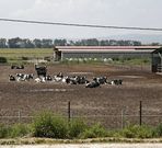 En Xinzo sobrevive una de las m�s grandes. En la granja Antelana, muy visible junto a la salida de Xinzo en la A-52, hay unos 600 animales y 300 est�n dedicados al orde�o. 