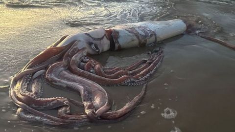 Calamar gigante en la playa llanisca de El Sabln