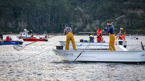 Los mariscadores de Noia regresaron esta semana a la actividad