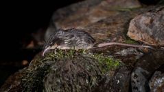 El desmán ibérico, pequeño mamífero de hábitos semiacuáticos y propio de zonas de montaña, vive en O Coure