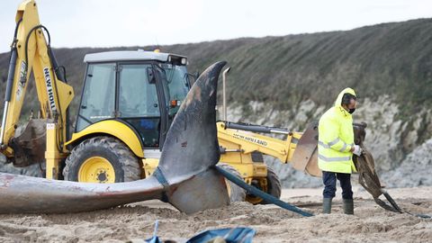 Los t�cnicos de la red de varamientos de cet�ceos de Asturias llevan a cabo la operaci�n de retirada del animal muerto 