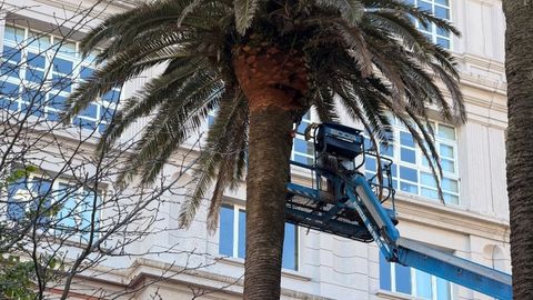 Un operario trabajando en las palmeras de M�ndez N��ez