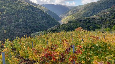 El Sil enfila desde Vilach de Salvadur hacia al meandro de A Cubela