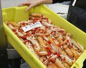Cigalas. Muy frescas y procedentes del Muro de A Coru�a, las cigalas formaron parte de la oferta de marisco de ayer, en la que tambi�n hubo berberechos de la r�a de Muros-Noia.   