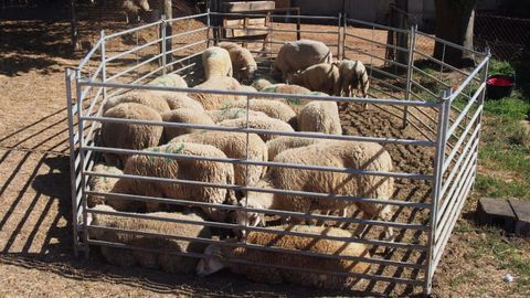 Ovejas que iban a ser sacrificadas en un matadero clandestino