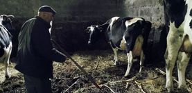 Luis de Paz, ayer, en Pontearnelas (Ribadumia), en la cuadra donde tiene las siete vacas cuya leche todav�a vende a una empresa. 