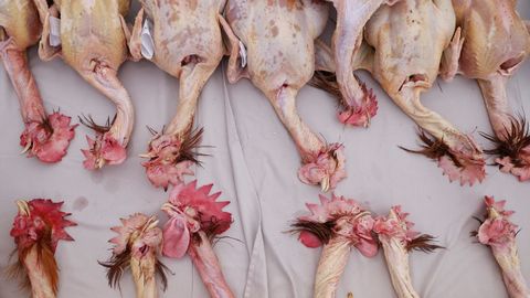 La Feira do Galo celebra este 2025 su 34.� edici�n con limitaciones por la gripe aviar