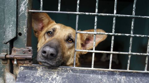 Un perro, en la Protectora de Animales y Plantas de Lugo