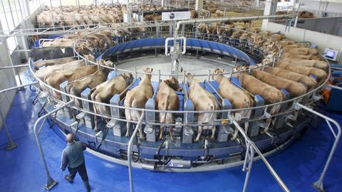 Las vacas suben a una plataforma rotativa para el ordeño, supervisado por los operarios