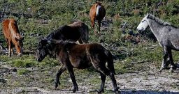 La comunidad de San Salvador ha decidido prohibir la presencia de ganado en sus montes por los da�os que causaba.