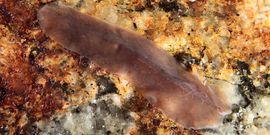 La �armatoplana� celta es la otra especie descubierta. 