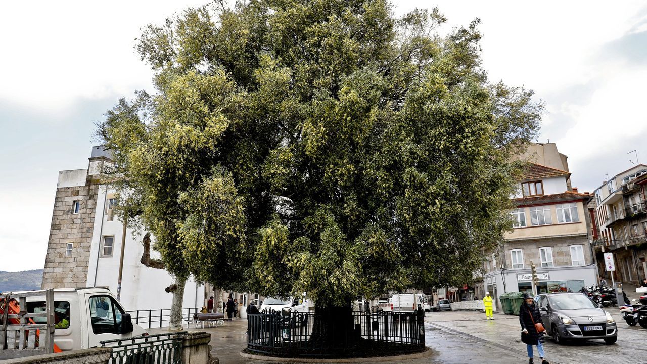 La protección del olivo de Vigo abre una nueva guerra entre Concello y Xunta