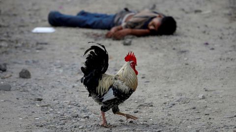 Un gallo pasa junto al cad�ver de un pandillero del Barrio 18 en San Pedro Sula