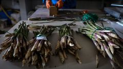 Un agricultor separa en foto de archivo manojos de esp�rragos para enviar al mercado