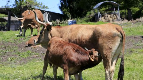 Vacas cachenas en una explotaci�n del municipio de Friol