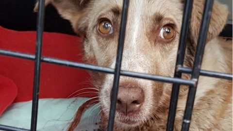 Una imagen de la perra tiroteada tomada tras su ingreso en la clnica veterinaria de Chantada 