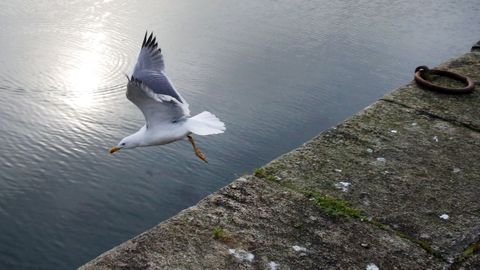 Una gaviota patiamarilla en una foto de archivo