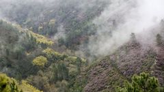 Matas de mimosas en floraci�n en el valle de Lor, una de las �reas afectadas