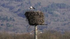 Nido de cig�e�as en Maceda, una de las zonas estudiadas.