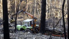 Todava falta por retirar madera quemada en el 2017 