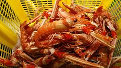 Cigalas del d�a como estas son las que quieren volver a pescar los arrastreros de litoral integrados en la organizaci�n de productores PescaGalicia