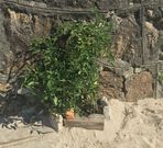 La tomatera cuenta con una protecci�n improvisada. 