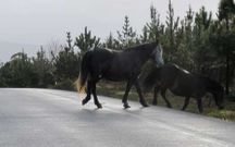 Un par de ejemplares incontrolados cruzando la carretera.