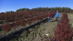 La primera tonelada de ar�ndanos gallegos ya est� en el mercado