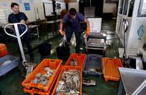 La escasez de pulpo es acusada en las dos lonjas, porque es una de sus fuentes de ingreso.