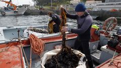 Recolecci�n de correas wakami para su comercializaci�n.