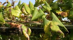 Imagen de un vi�edo afectado por Flavescencia dourada