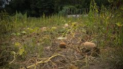 Cultivos afectados por la sequ�a en Boiro.