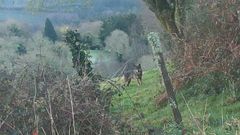 Un lobo visto por un vecino en la parroquia de As Neves, en el municipio de Ortigueira