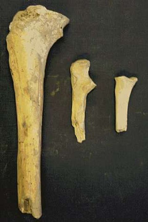 Fsiles humanos de O Courel.