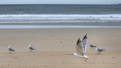 Gaviotas patiamarillas en las Ras Baixas