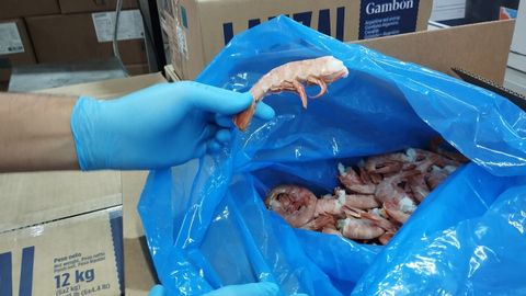 Gamb�n sin cabeza congelado para Lanzal