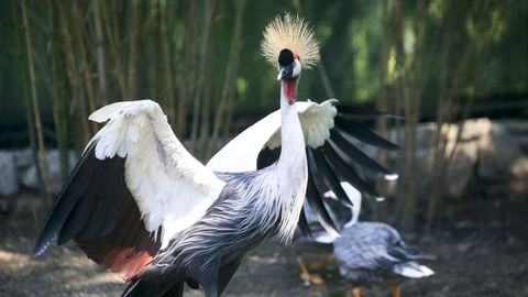 En Avifauna se pueden ver aves de unas 150 especies originarias de todo el mundo. Hay, por ejemplo, grullas coronadas