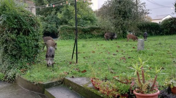 Siete ejemplares en una finca junto a una casa en Canido, a la que acuden a diario familias de jabal�es, a menudo con cr�as y no solo de noche, como se aprecia en la imagen.