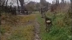 Fotograma del vdeo en el que liberan a la corza rescatada del ro, en Mieres