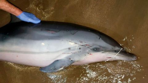 Delf�n rescatado en Carre�o