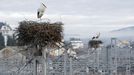 Nidos de cig�e�as en las torres de las catenarias de la estaci�n ferroviaria de Monforte