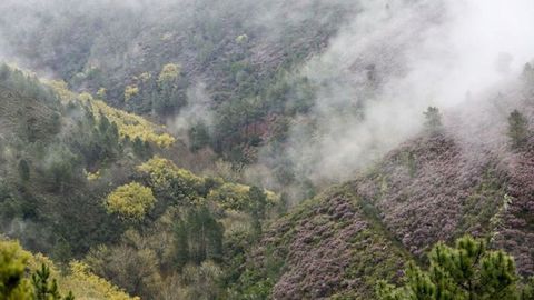 Matas de mimosas en floraci�n en el valle de Lor, una de las �reas afectadas