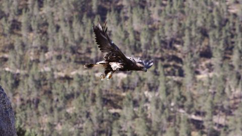 Un guila real liberada en el parque natural de O Xurs, en una imagen de archivo