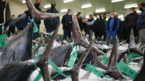 Subasta de bonito en la lonja de Burela