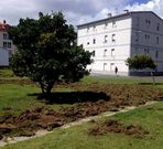 Los jabal�es levantaron el c�sped del paseo en las Casas Baratas. 