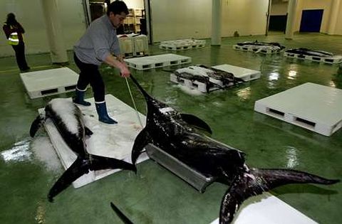 El precio del pez espada ha ca�do dos euros el kilo desde que comenz� el a�o.