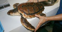 La tortuga cur� sus heridas y creci� diez cent�metros en los meses que permaneci� en el acuario. 