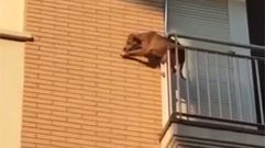 Un perro salta desde el balc�n tras pasar varias horas al sol y sin agua