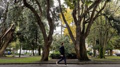 �rboles en los jardines de M�ndez N��ez